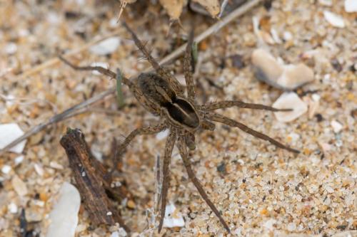 Pardosa sp.